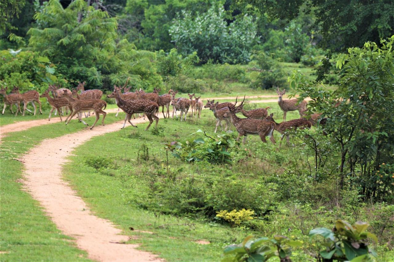 Yala Safari River View Hotel Tissamaharama Dış mekan fotoğraf